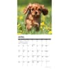 image Just Cavalier King Charles Puppies 2026 Wall Calendar Second Alternate Image