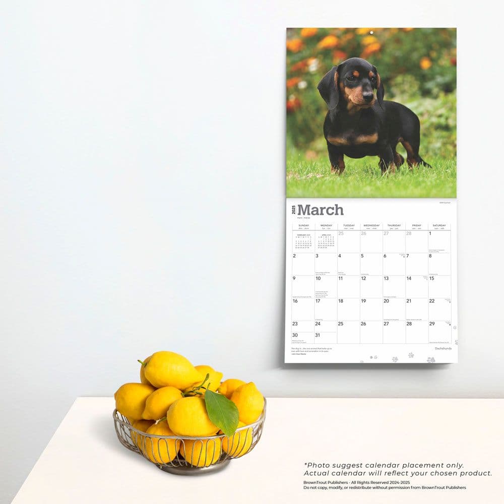 Dachshunds 2025 Wall Calendar