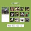 image Ferrets 2027 Wall Calendar First Alternate Image