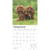 image Cavalier King Charles 2025 Wall Calendar