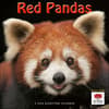 image Red Pandas 2024 Wall Calendar Main Product Image width=&quot;1000&quot; height=&quot;1000&quot;