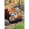 image Red Panda 250pc Puzzle Alternate Image 1