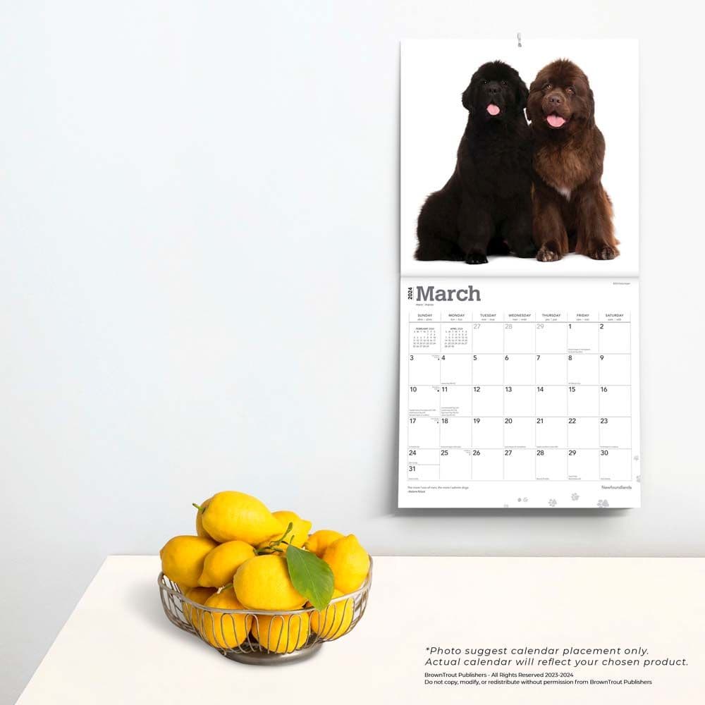 Newfoundlands 2024 Wall Calendar Calendars Com   7554a429 Aec5 42a6 9f83 Cc1fbbc5e888