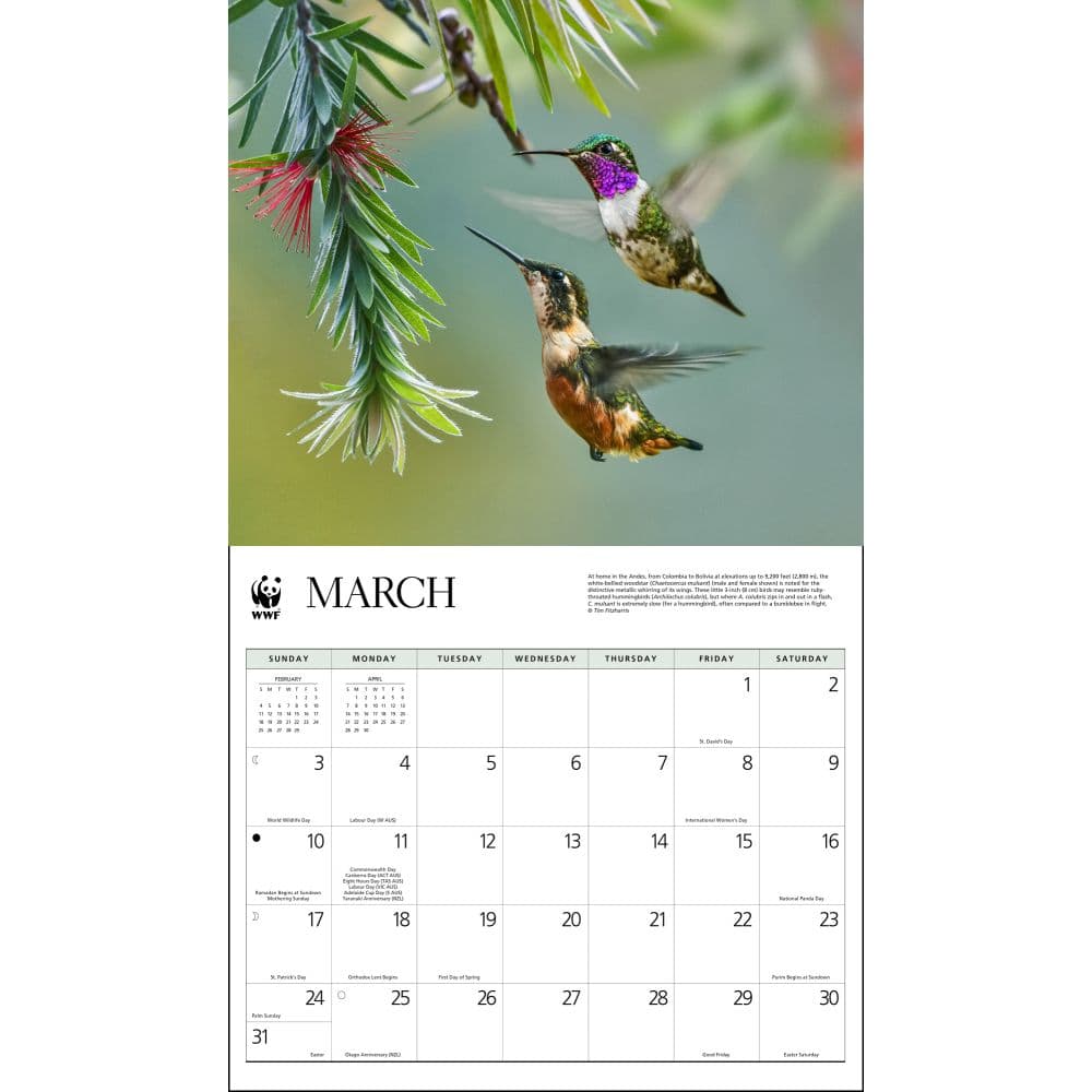 Hummingbirds WWF 2024 Wall Calendar