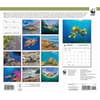 image Sea Turtles WWF 2026 Wall Calendar First Alternate Image