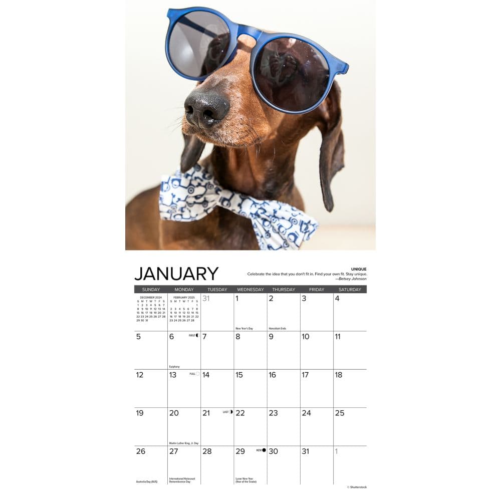 Dachshund Rules 2025 Mini Wall Calendar