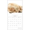 image Kittens and Friends 2025 Wall Calendar Second Alternate Image width=&quot;1000&quot; height=&quot;1000&quot;