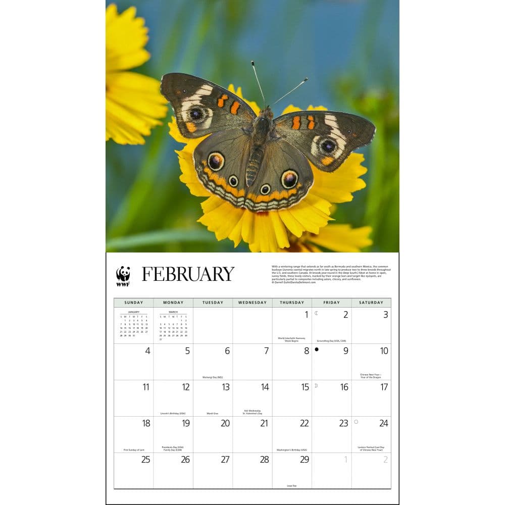 Butterflies WWF 2024 Wall Calendar