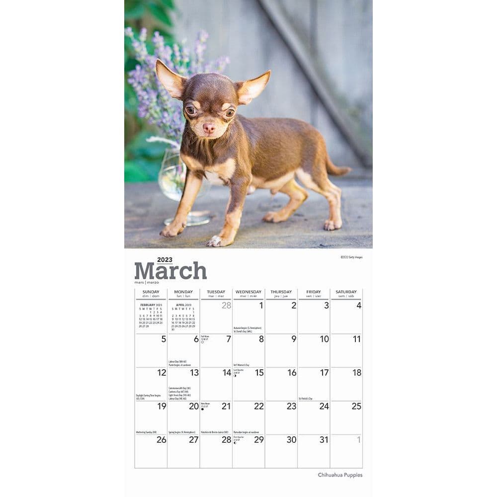 Chihuahua Puppies 2023 Mini Wall Calendar 7x7 Calendars