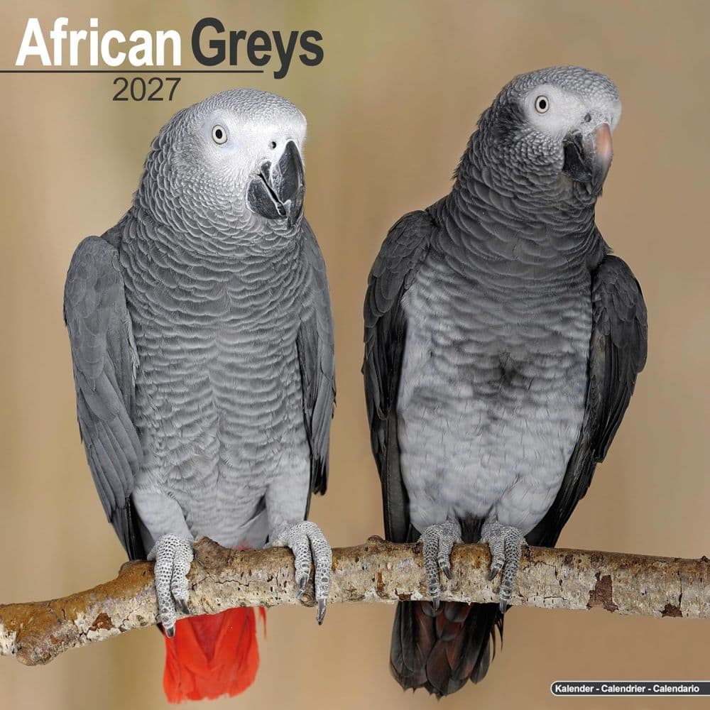 African Greys 2027 Wall Calendar Main Product Image