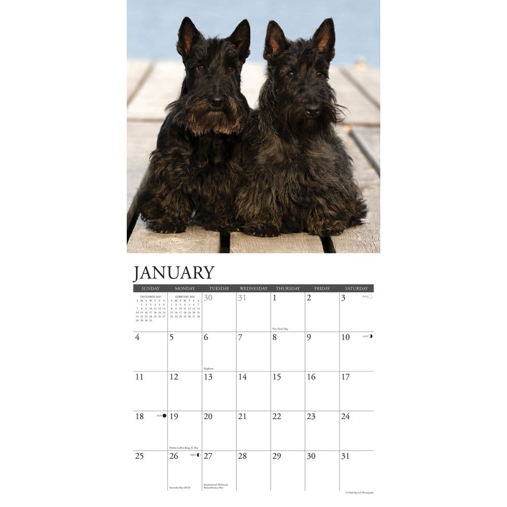 Just Scotties 2026 Wall Calendar Second Alternate Image