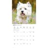 image Just Westies 2026 Wall Calendar Fourth Alternate Image
