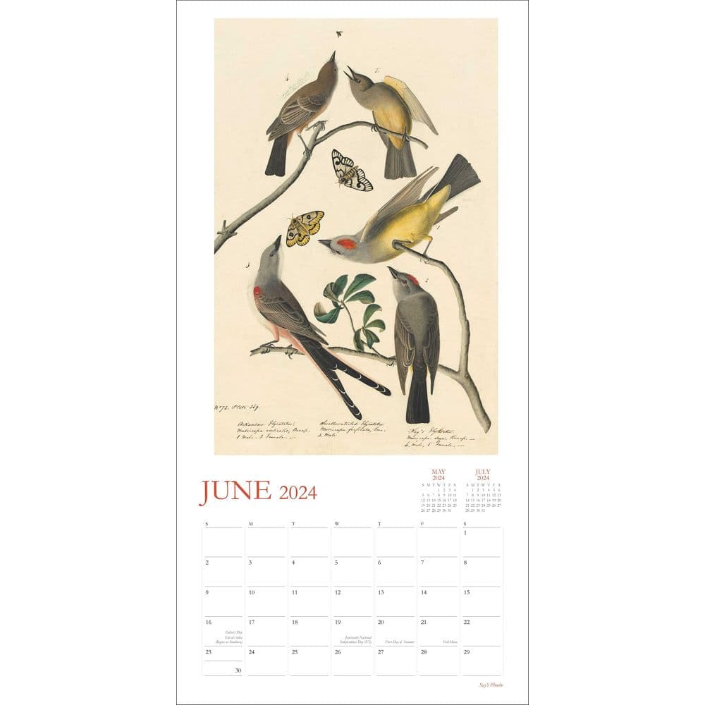 Audubons Watercolors 2024 Wall Calendar June