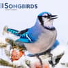 image Songbirds 2024 Wall Calendar Main Image