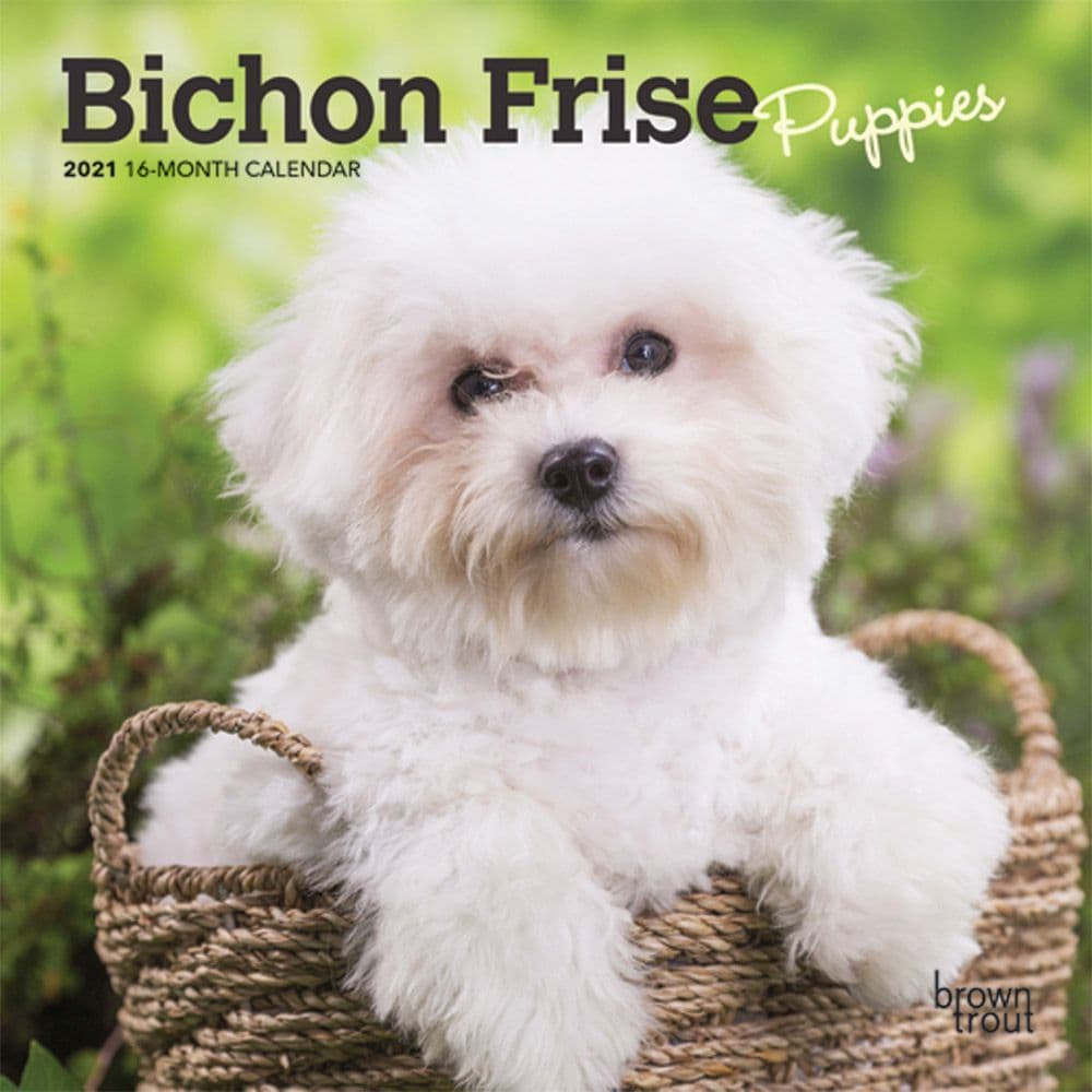 Bichon Frise Brown