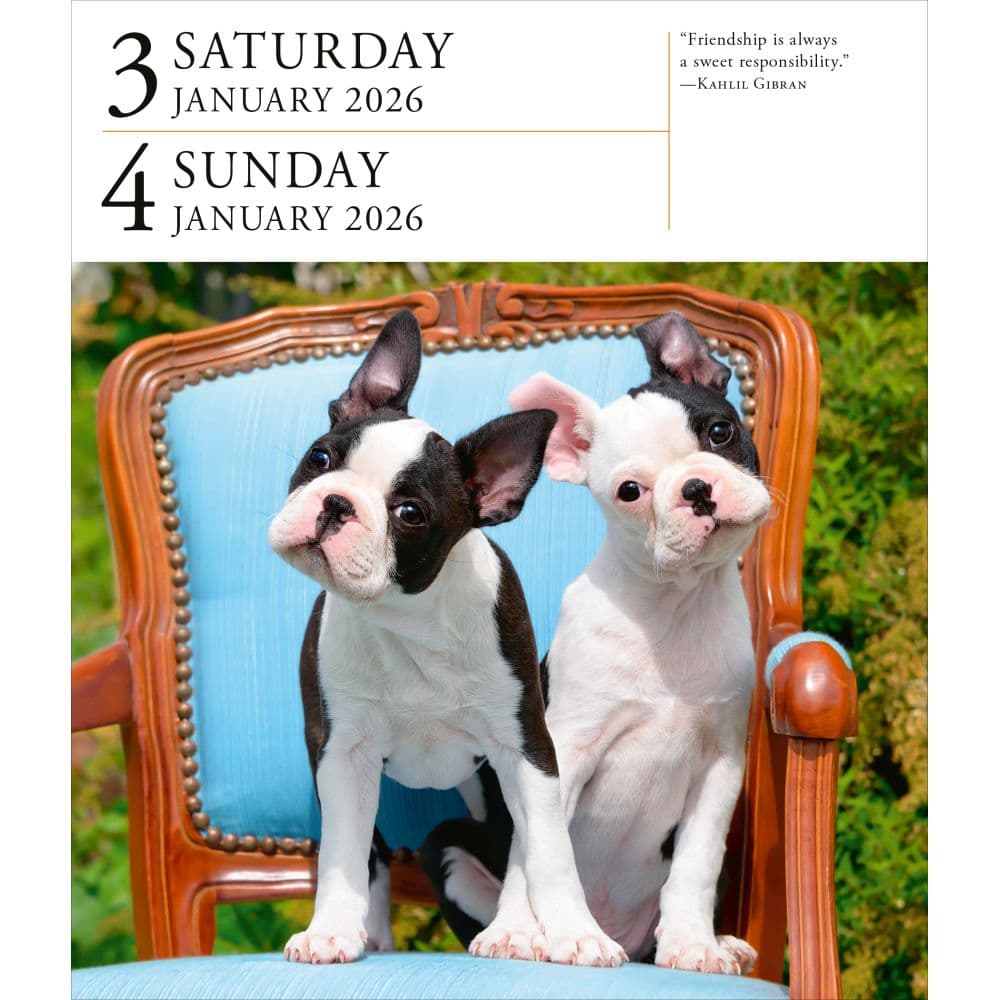 Dog Gallery 2026 Desk Calendar Fourth Alternate Image