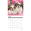 image Just Shih Tzu Puppies 2024 Wall Calendar Alternate Image 2