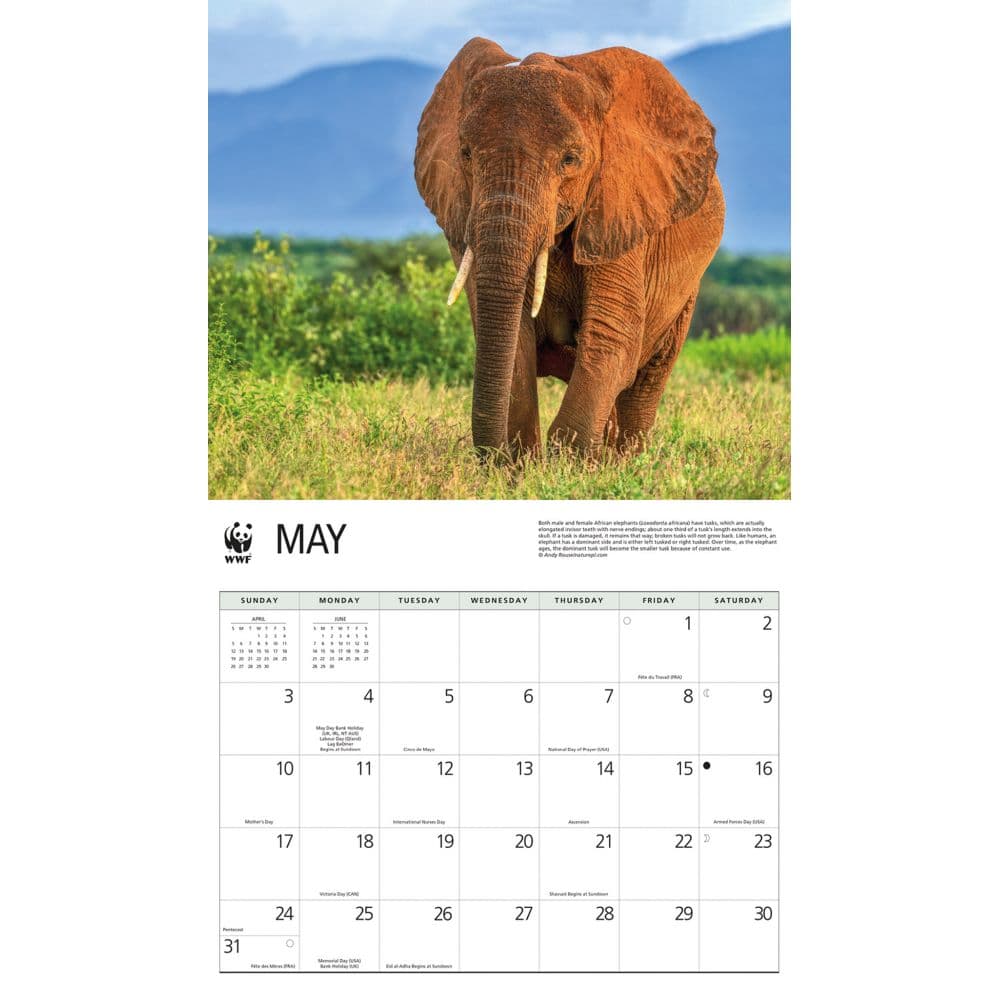 Elephants WWF 2026 Wall Calendar Third Alternate Image