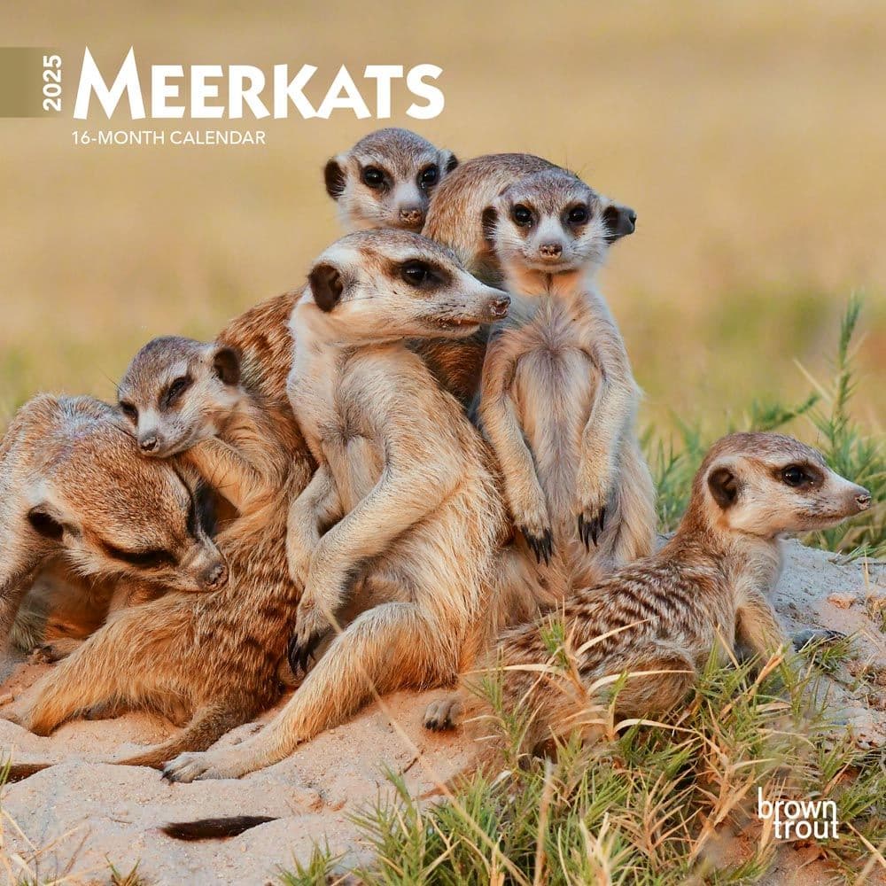 Meerkats 2025 Mini Wall Calendar Main Image