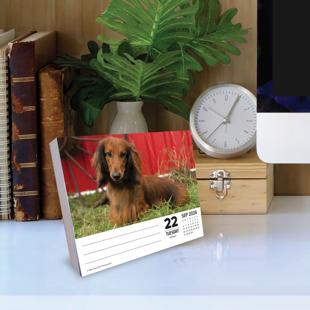 Just Dachshunds 2026 Desk Calendar Second Alternate Image