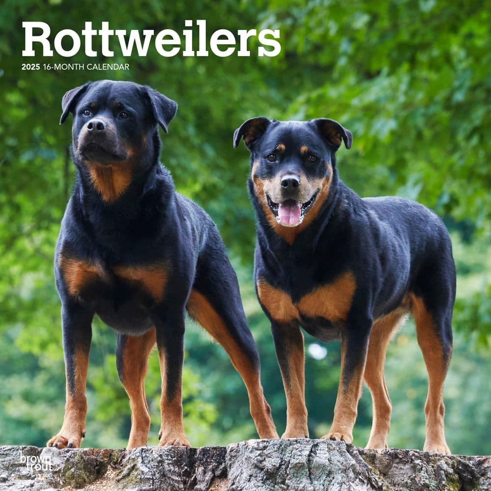 image Rottweilers 2025 Wall Calendar  Main Image