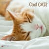 image Cool Cats 2025 Wall Calendar Main Image