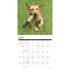 image Just Yellow Labs 2025 Wall Calendar Second Alternate Image width=&quot;1000&quot; height=&quot;1000&quot;