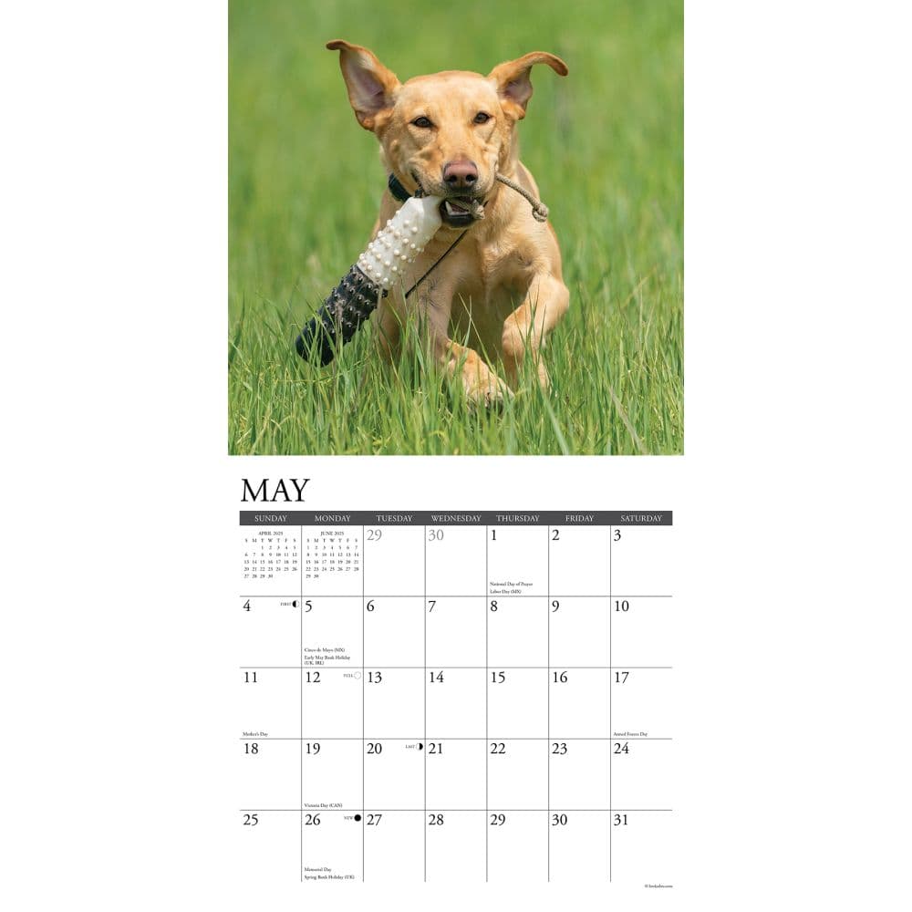 Just Yellow Labs 2025 Wall Calendar Second Alternate Image width=&quot;1000&quot; height=&quot;1000&quot;