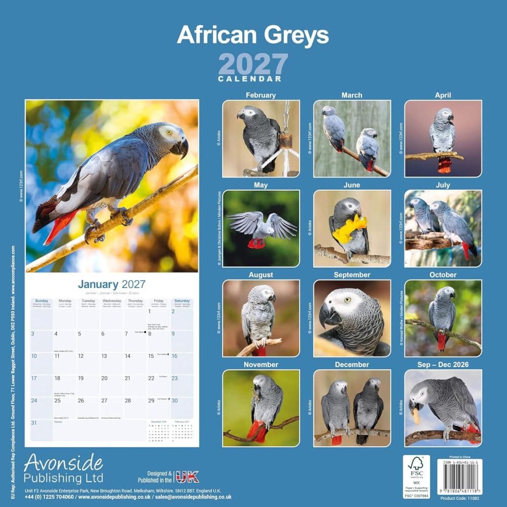 African Greys 2027 Wall Calendar First Alternate Image