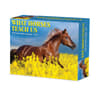 image What Horses Teach Us 2025 Desk Calendar Main Product Image