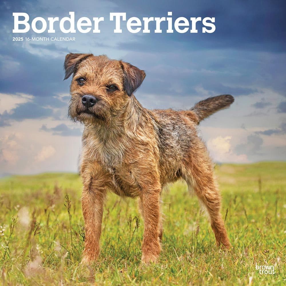 Border Terriers 2025 Wall Calendar