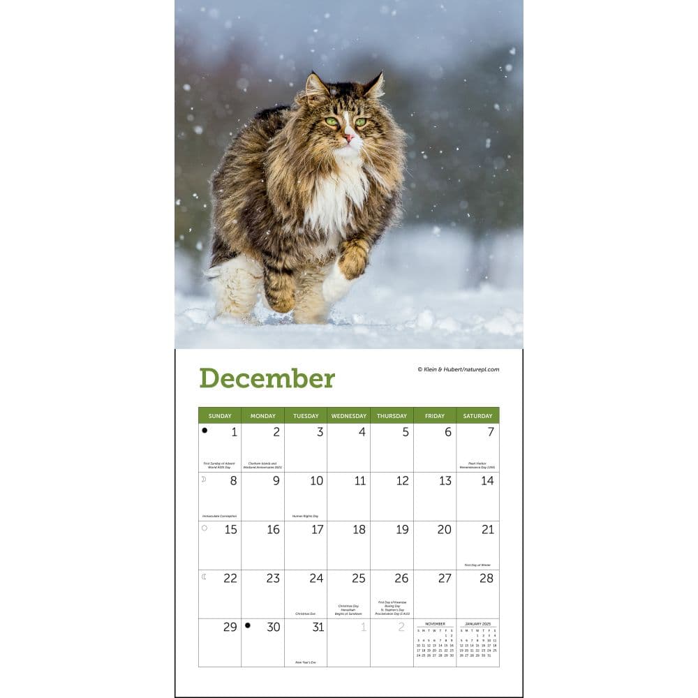 Cats 2024 Mini Wall Calendar Third Alternate Image width=&quot;1000&quot; height=&quot;1000&quot;