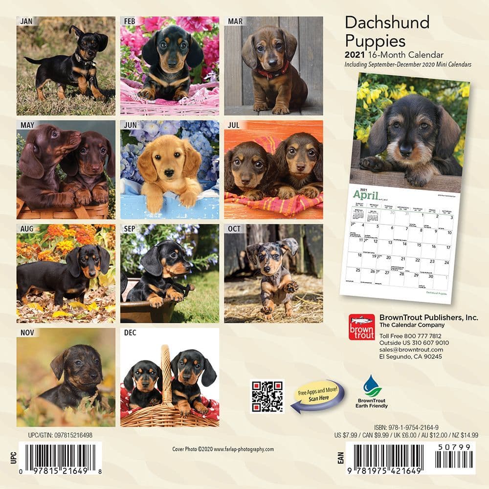 2021 Wall Calendar Free Shipping Just Dachshunds dog breed calendar 