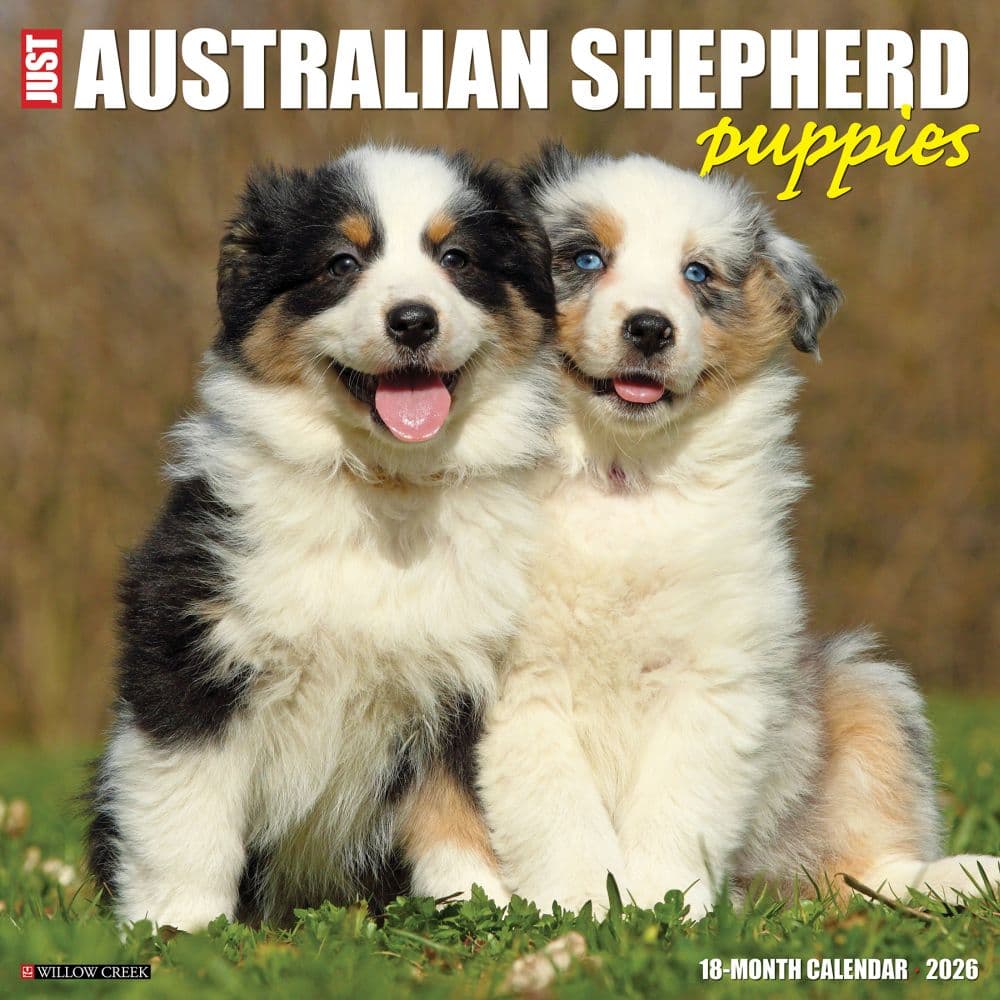 Australian Shepherd Puppies 2026 Wall Calendar Main Image