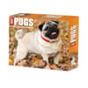 image Just Pugs 2025 Desk Calendar Main Product Image