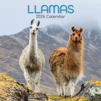 image Llamas 2026 Wall Calendar Main Image