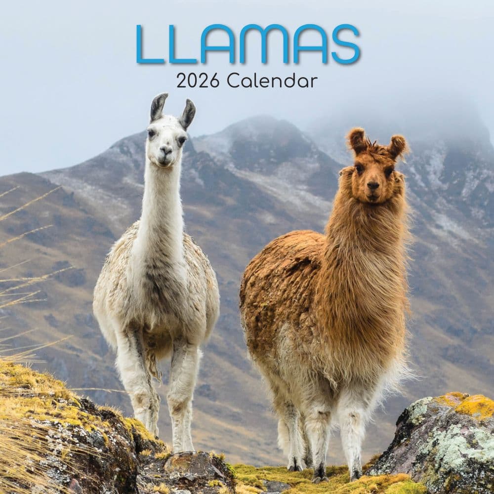 Llamas 2026 Wall Calendar Main Image