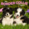 image Border Collie Puppies 2024 Wall Calendar Main Product Image width=&quot;1000&quot; height=&quot;1000&quot;