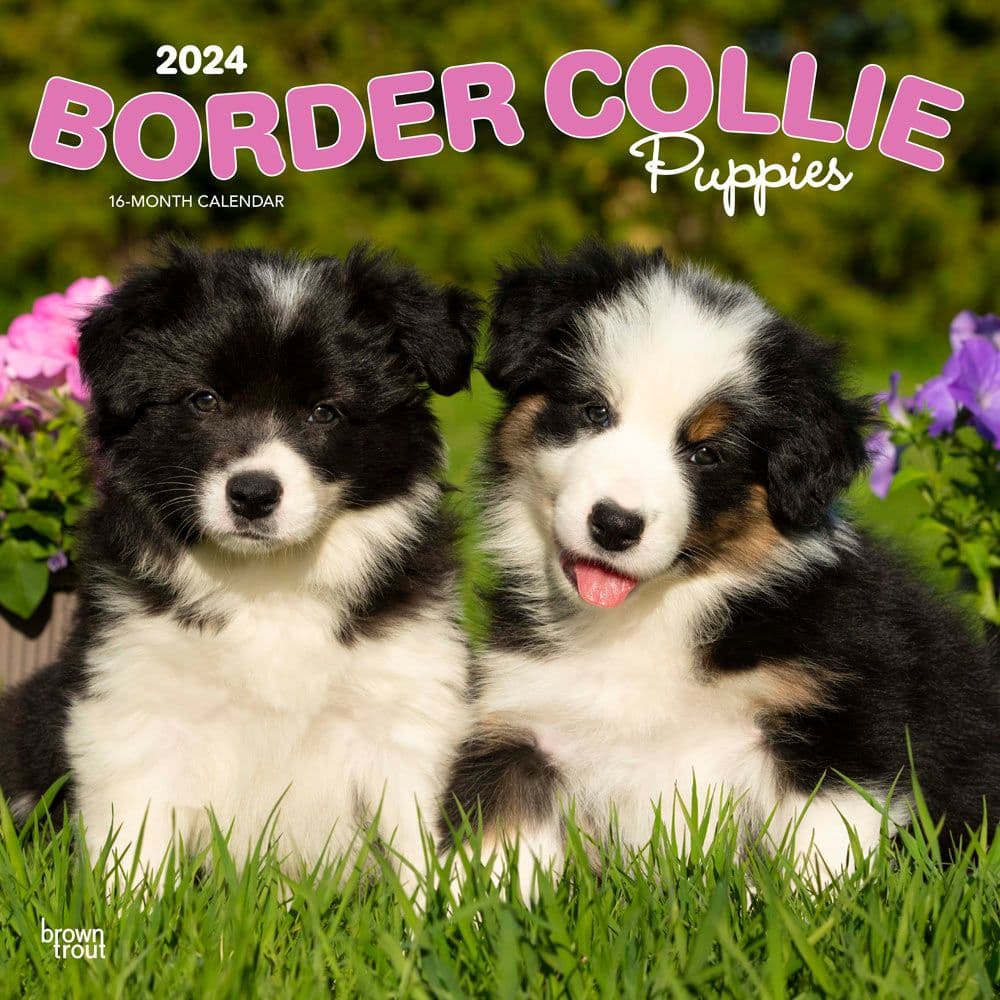 Border Collie Puppies 2024 Wall Calendar Main Product Image width=&quot;1000&quot; height=&quot;1000&quot;