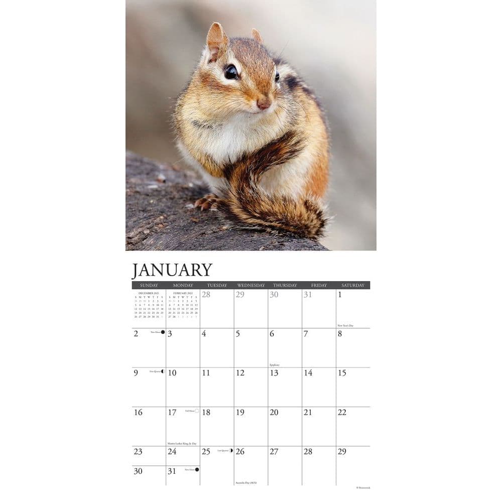 Chipmunks Gone Nuts 2022 Wall Calendar - Calendars.com