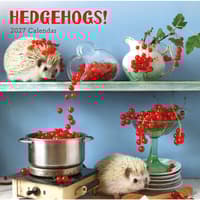 image Hedgehogs 2027 Wall Calendar Main Image
