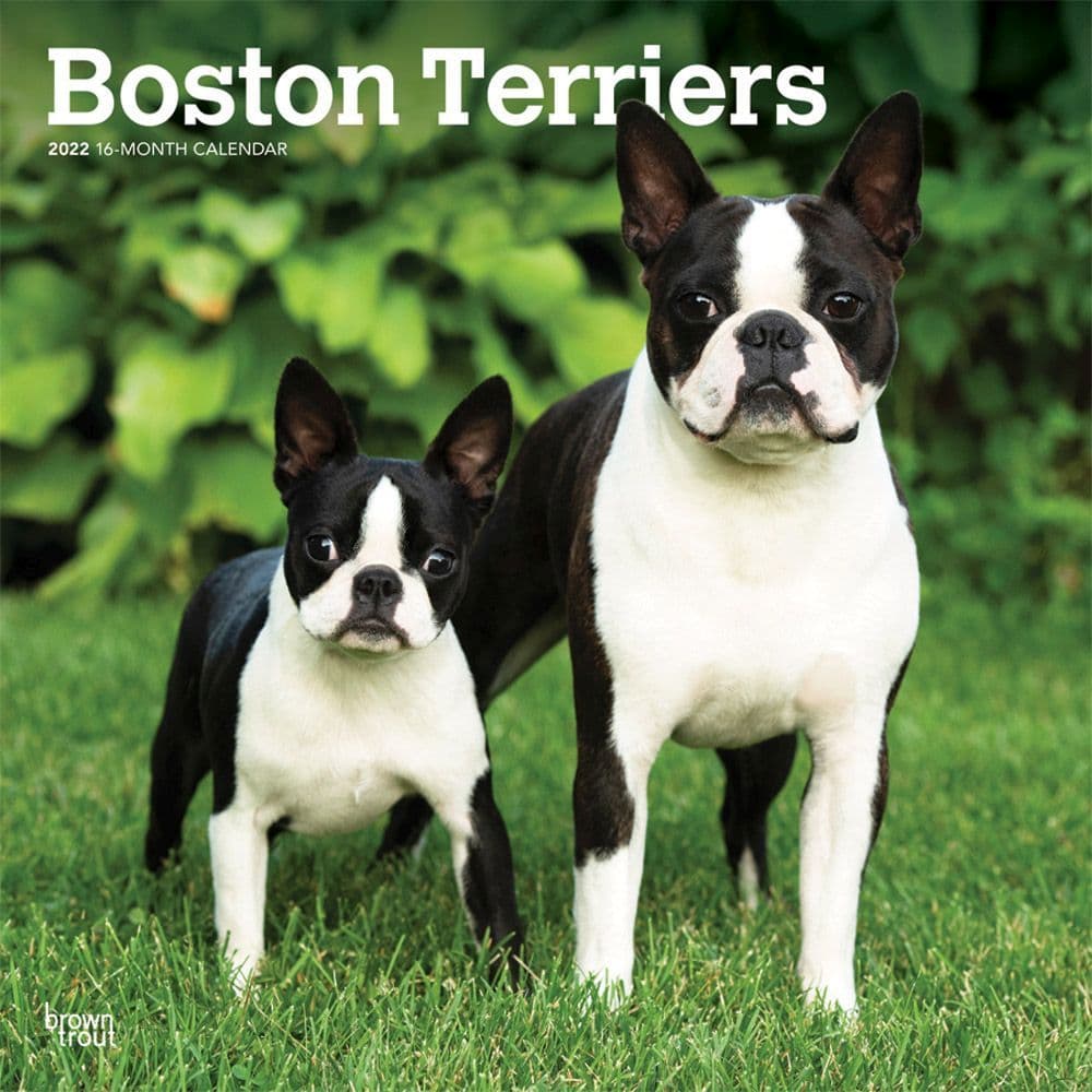 Boston Terrier Calendar 2023 Boston Terriers 2022 Wall Calendar