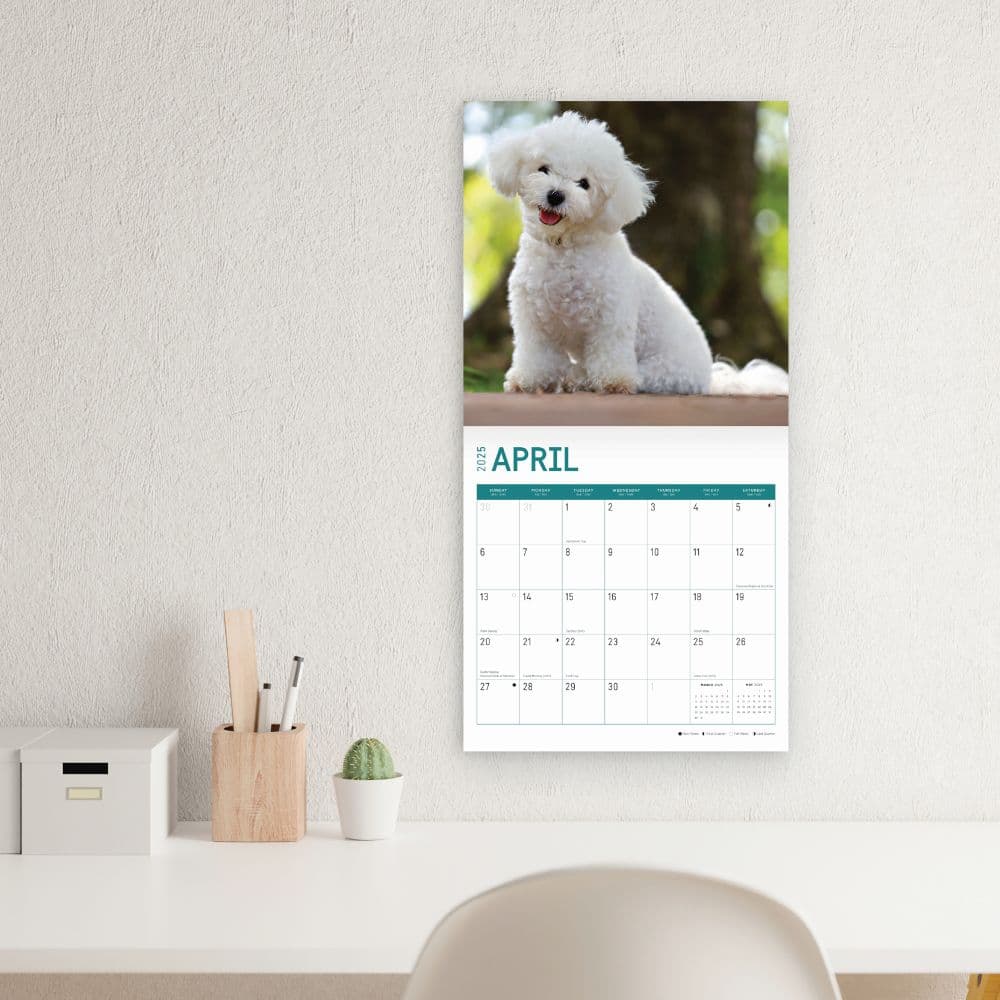 Bichon Frise 2025 Wall Calendar Fifth Alternate Image