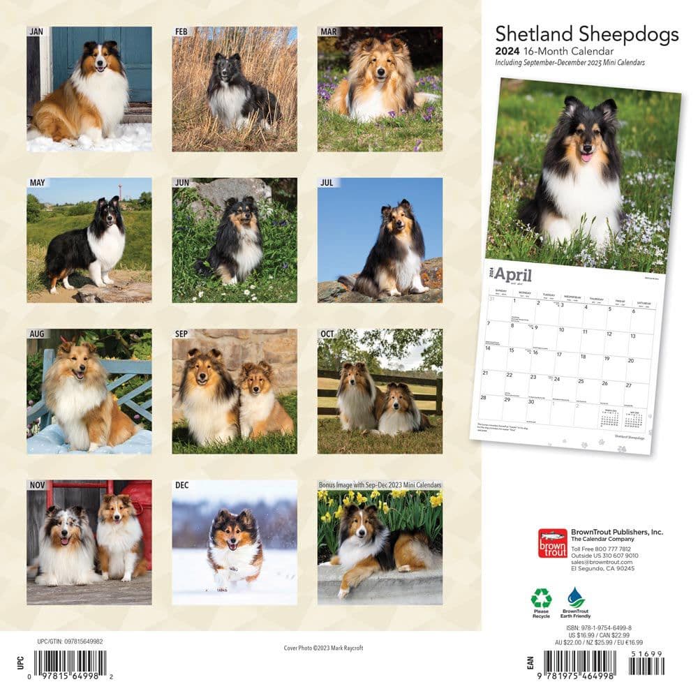 Shetland Sheepdogs 2024 Wall Calendar