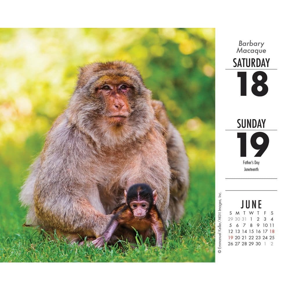 Baby Animals 2022 Desk Calendar - Calendars.com