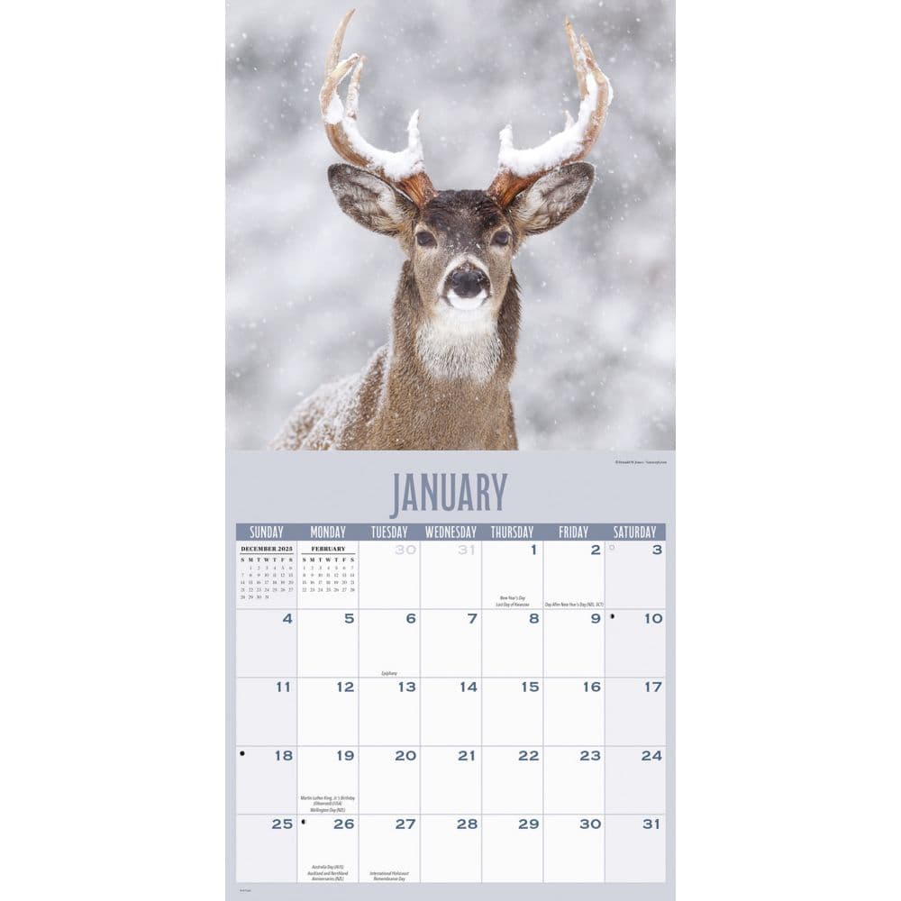 Whitetail Monarchs 2026 Wall Calendar Second Alternate Image