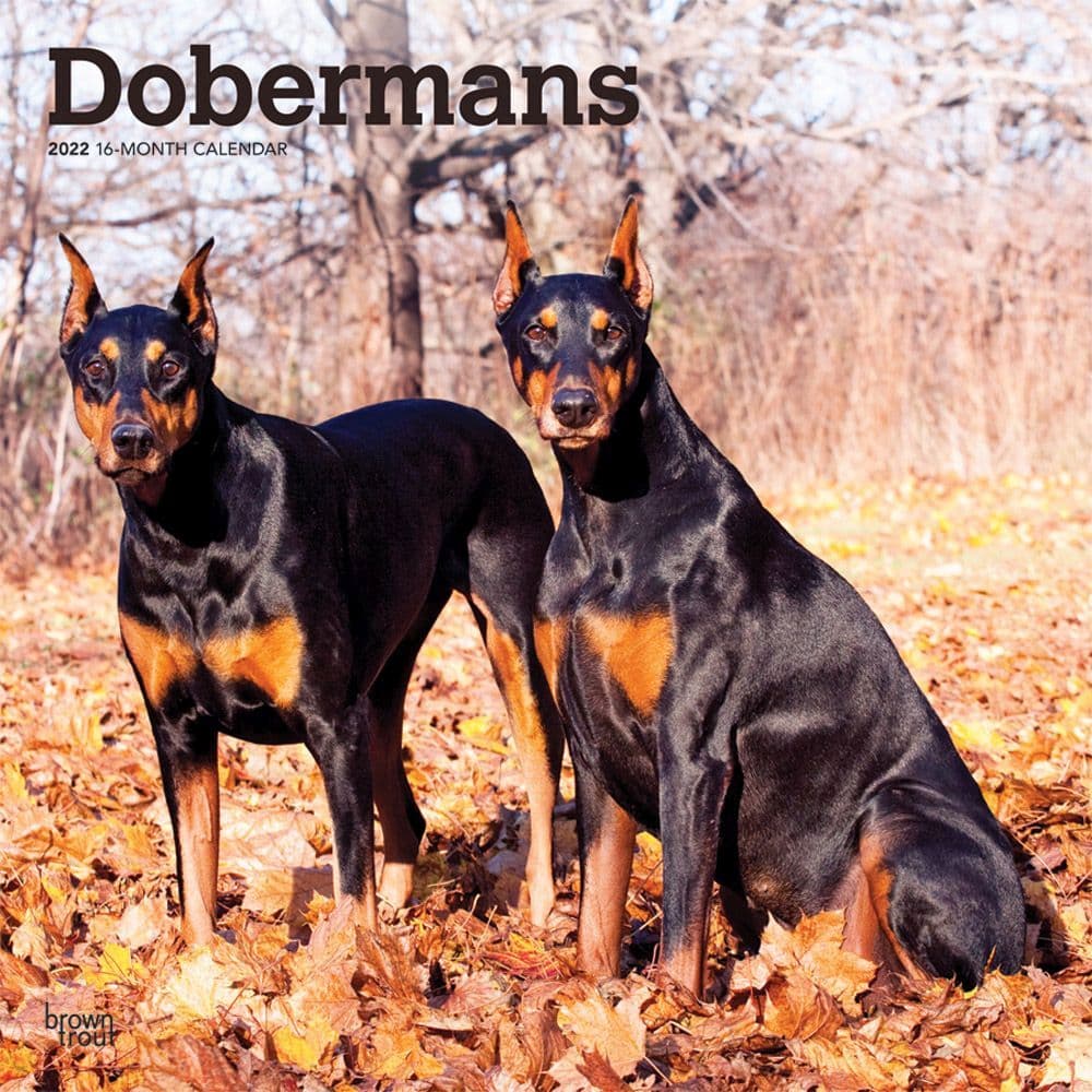 Doberman Pinschers 2022 Calendar | Dog-calendars.com