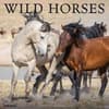 image Wild Horses 2026 Wall Calendar   Main Image