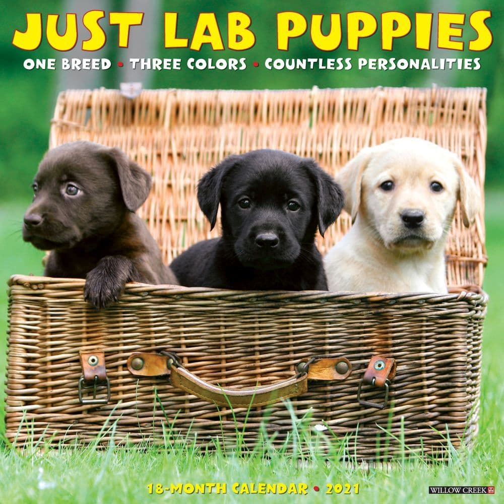 Lab Puppies Just Wall Calendar Calendars Com