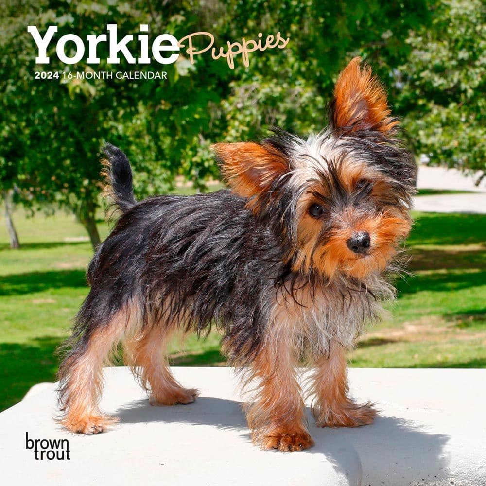 Yorkshire Terrier Puppies 2024 Mini Wall Calendar Main Product Image width=&quot;1000&quot; height=&quot;1000&quot;